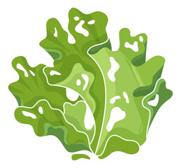 Green seaweed. Water plant with wide leaves. Underwater flora