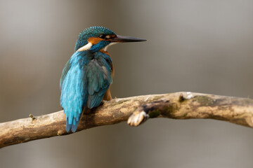 Kingfisher