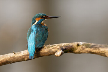 Kingfisher