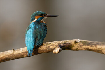 Kingfisher