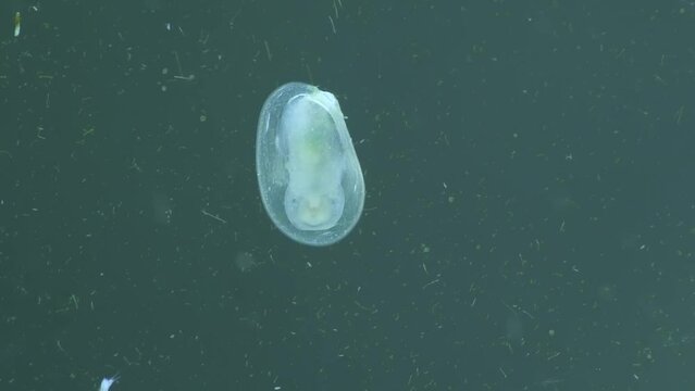Fresh water snail larvae clean algae in the aquarium glass