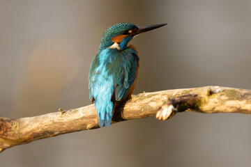 Kingfisher