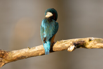 Kingfisher