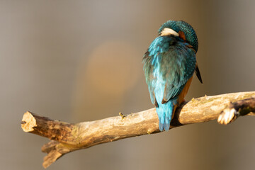 Kingfisher