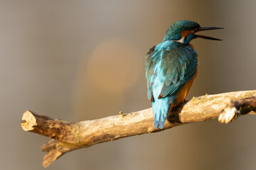 Kingfisher