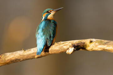 Kingfisher
