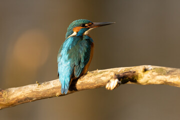 Kingfisher