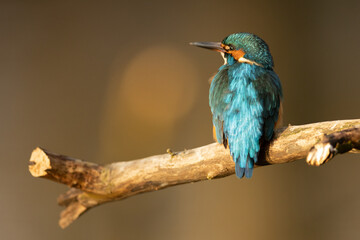 Kingfisher