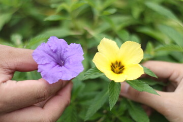 Purple and Yellow flowers 