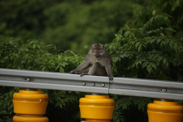 monkey above roadblock