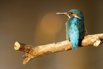 Kingfisher