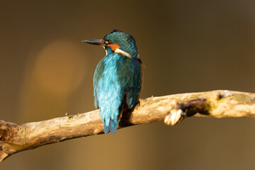 Kingfisher