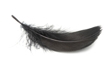 Fluffy black feather isolated on the white background closeup