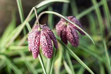 Obraz premium snake's head Fritillaria meleagris blooming in early spring.