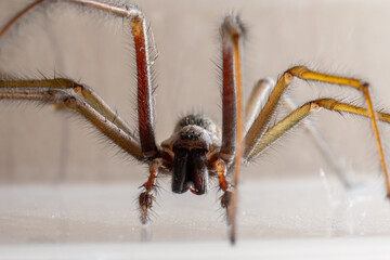 Macro photo of a Eratigena atrica also known as Giant house spider.