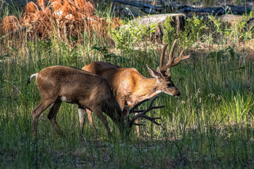 Two deers in the meadow in the Yosemite Valley. Yosemite National Park, California, USA