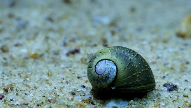 Fresh water snail walking in the aquarium