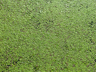 Natural green texture. Lemna perpusilla Torrey. Texture from Common Duckweed