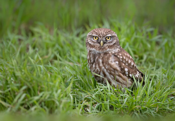 Little owl ( Athene noctua ) close up