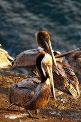 pelican on the beach