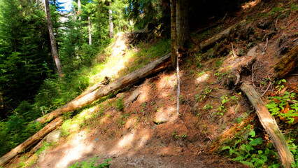 wild green woods in mountains - hiking ground trail - photo of nature