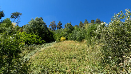 wild forest green frondage - plants, trees and scrubs - photo of nature