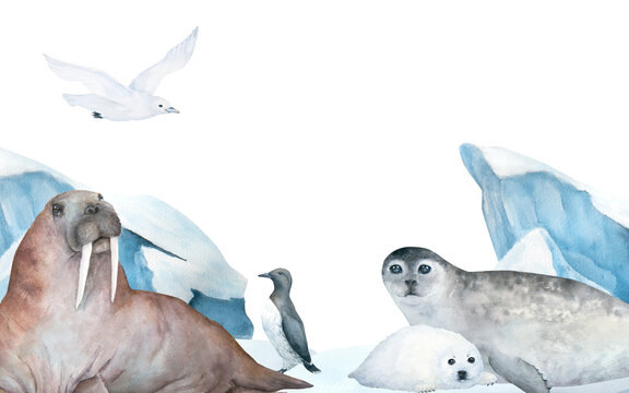 Walrus, seal, pup, guillemot and seagull watercolor illustration isolated on white background witn iceberg. Horizontal banner