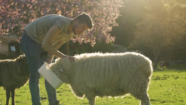Caucasian man feeding and petting a sheep on farmland