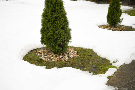 Snow melting around a thuja growing in a garden or park in the spring - Powered by Adobe