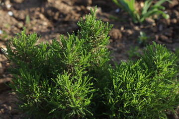 Closeup moss leaf. Eco green background