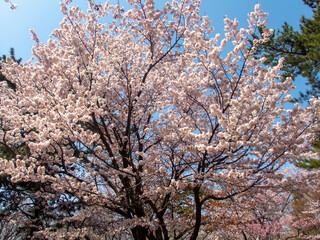 円山公園の桜（北海道札幌市）