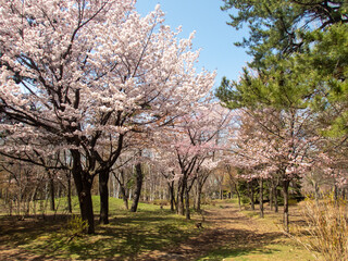 円山公園の桜（北海道札幌市）