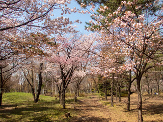 円山公園の桜（北海道札幌市）