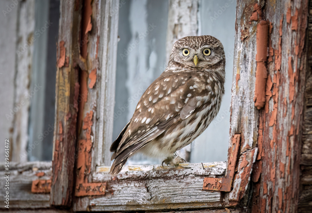 Poster Little owl ( Athene noctua ) close up