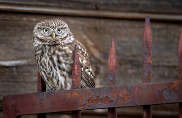 Little owl ( Athene noctua ) close up