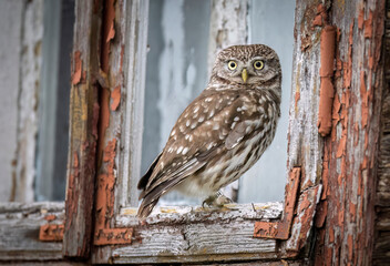 Little owl ( Athene noctua ) close up