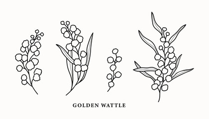 Line art wattle branches illustration - obrazy, fototapety, plakaty