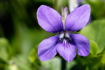 Violette odorante - Viola odorata