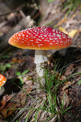 Big red fly agaric grows in autumn wood. Picturesque place in wood heart