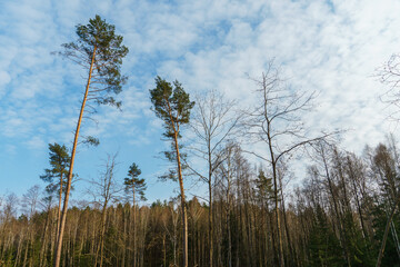 Treetops in the forest against the blue sky on a summer day. Cutting down trees and shrubs. Deforestation in Siberia. Standing alone trees in a clearing after cutting down.