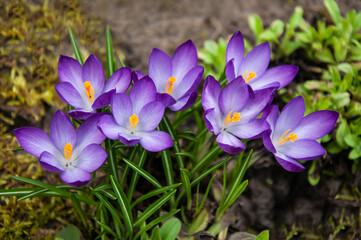 Purple crocus flowers in the garden. Early spring. Europe.