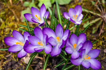 Purple crocus flowers in the garden. Early spring. Europe.