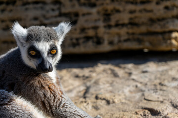 ring tailed lemur