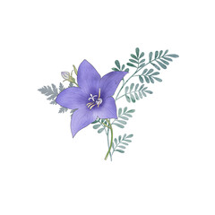 Blue star flower green leaf bouquet isolated on white. Romantic spring floral clipart. Balloon flower watercolor botanical illustration. Wild blooming Platycodon flower arrangement
