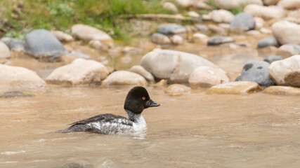 An immature male Common Goldeneye swimming in a river with smooth rocks on the riverbank behind him