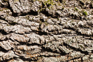 Tree bark texture. Forest moss background. Swamp environment background. Natural wood texture. Tree trunk in a forest closeup. Rustic vintage brown background.	