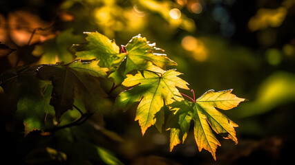 Obraz premium Autumn leaves in the sun, Generative AI