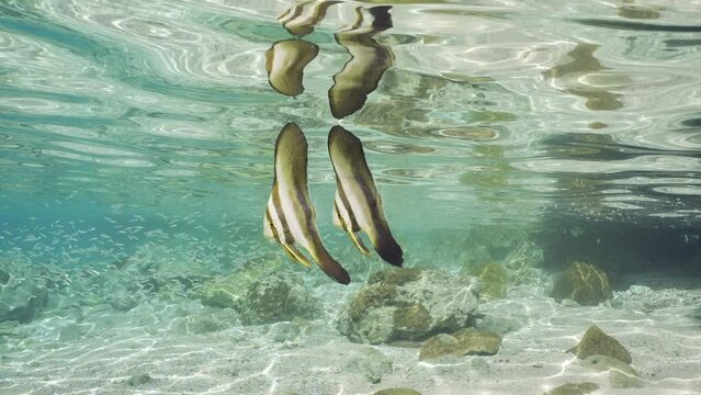 Pair of juvenile Bat fish swims in shallow water, Slow motion. Two baby of Batfish (Platax orbicularis) swim under surface of water reflecting off it in shallow water on bright sunny day
