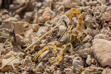Escorpion amarillo. Genero Buthus.
