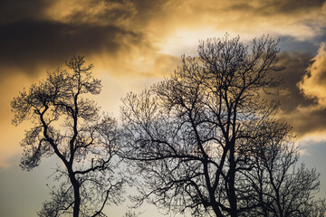 Fototapeta na wymiar Silhouettes d'arbres et ciel d'orage au coucher de soleil, nuages et contrastes 